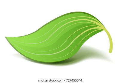 Hoja Verde Realista. Ilustración vectorial aislada