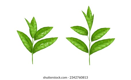 Realistic green leaf vector set. Fresh and organic herbal elements isolated on white. Nature and eco concept. The natural and organic design is perfect for tea and herbal product packaging