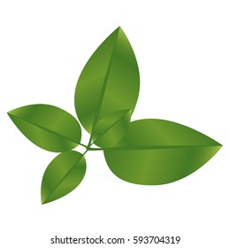 realistic green leaves with branch nature icon vector illustration