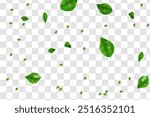 Realistic green leaves flying on transparent background vector