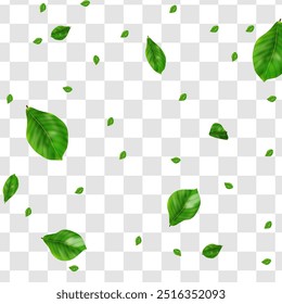 Realistic green leaves flying on transparent background vector