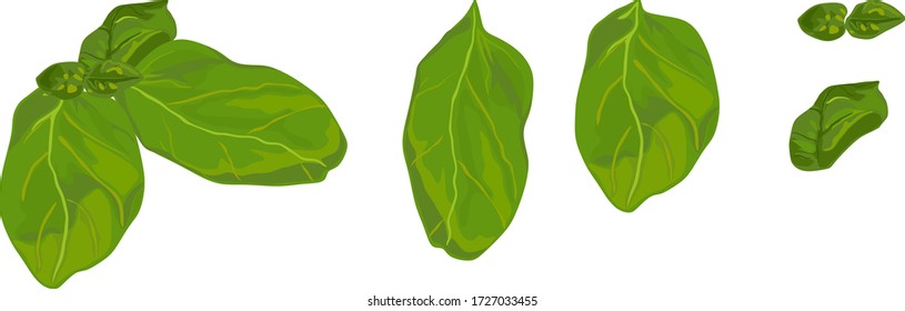 Realistic green leaves of fresh basil for dish decoration.