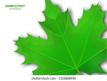 Realistic green maple leaf on white background. Vector eps10 illustration - Vector graphics.