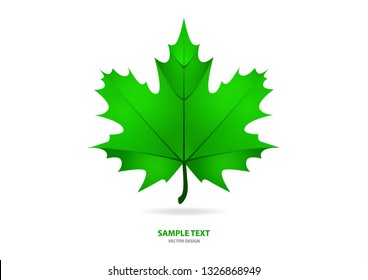 Realistic green maple leaf on white background. Vector eps10 illustration - Vector graphics.