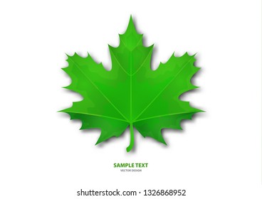 Realistic green maple leaf on white background. Vector eps10 illustration - Vector graphics.