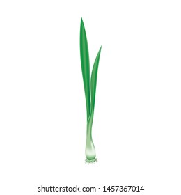 Realistic green onion vector image