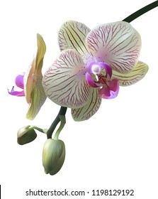Realistic Green Orchids and Orchids Buds on white background, mesh vector illustration.