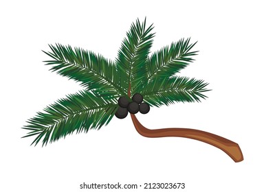 Realistic green palm isolated on white background - Vector illustration