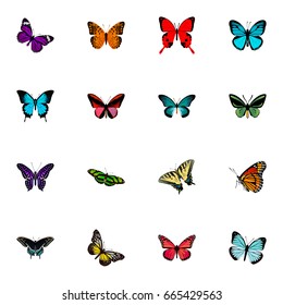 Realistic Green Peacock, Azure Peacock, Milkweed And Other Vector Elements. Set Of Moth Realistic Symbols Also Includes Blue, Bluewing, Sky Objects.