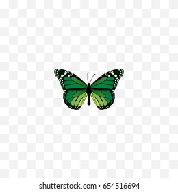 Realistic Green Peacock Element. Vector Illustration Of Realistic Birdwing Isolated On Clean Background. Can Be Used As Malachite, Butterfly And Green Symbols.