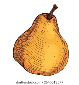 Realistic green pear fruit vector illustration isolated on white background, fresh organic healthy food clipart for packaging design, branding, labels, posters, eco product, and kitchen decor