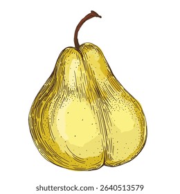 Realistic green pear fruit vector illustration isolated on white background, fresh organic healthy food clipart for packaging design, branding, labels, posters, eco product, and kitchen decor