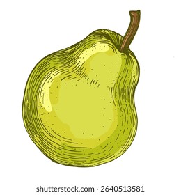 Realistic green pear fruit vector illustration isolated on white background, fresh organic healthy food clipart for packaging design, branding, labels, posters, eco product, and kitchen decor