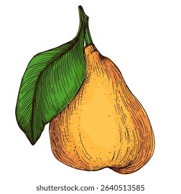 Realistic green pear fruit vector illustration isolated on white background, fresh organic healthy food clipart for packaging design, branding, labels, posters, eco product, and kitchen decor