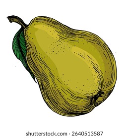 Realistic green pear fruit vector illustration isolated on white background, fresh organic healthy food clipart for packaging design, branding, labels, posters, eco product, and kitchen decor