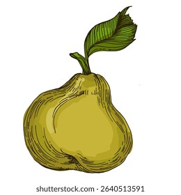 Realistic green pear fruit vector illustration isolated on white background, fresh organic healthy food clipart for packaging design, branding, labels, posters, eco product, and kitchen decor