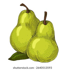 Realistic green pear fruit vector illustration isolated on white background, fresh organic healthy food clipart for packaging design, branding, labels, posters, eco product, and kitchen decor