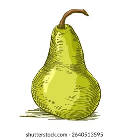 Realistic green pear fruit vector illustration isolated on white background, fresh organic healthy food clipart for packaging design, branding, labels, posters, eco product, and kitchen decor