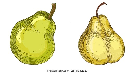 Realistic green pear fruit vector illustration isolated on white background, fresh organic healthy food clipart for packaging design, branding, labels, posters, eco product, and kitchen decor