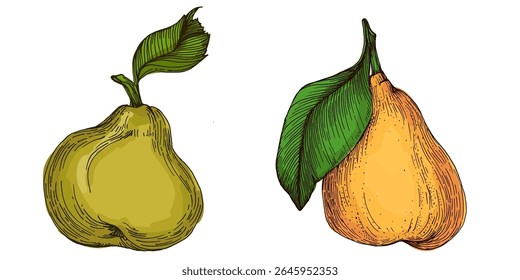 Realistic green pear fruit vector illustration isolated on white background, fresh organic healthy food clipart for packaging design, branding, labels, posters, eco product, and kitchen decor