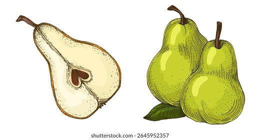 Realistic green pear fruit vector illustration isolated on white background, fresh organic healthy food clipart for packaging design, branding, labels, posters, eco product, and kitchen decor