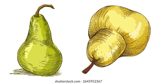 Realistic green pear fruit vector illustration isolated on white background, fresh organic healthy food clipart for packaging design, branding, labels, posters, eco product, and kitchen decor