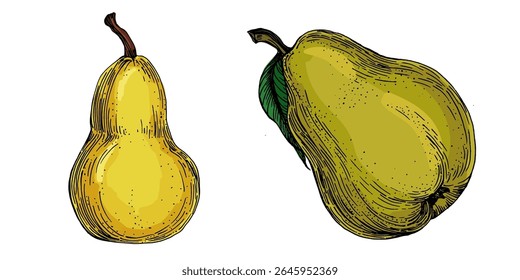 Realistic green pear fruit vector illustration isolated on white background, fresh organic healthy food clipart for packaging design, branding, labels, posters, eco product, and kitchen decor