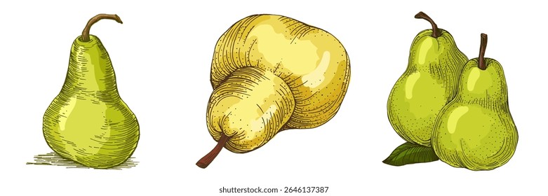 Realistic green pear fruit vector illustration isolated on white background, fresh organic healthy food clipart for packaging design, branding, labels, posters, eco product, and kitchen decor