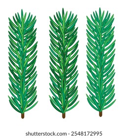 Ramos de pinheiro verde realista com agulhas ilustração vetor isolado para design sazonal e de férias