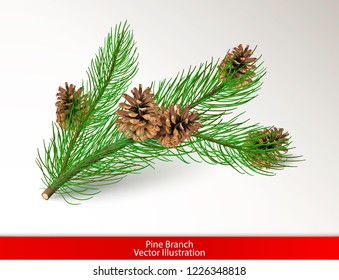 Realistic green pine tree branch with brown cones isolated on white background. Object for design. Vector illustration