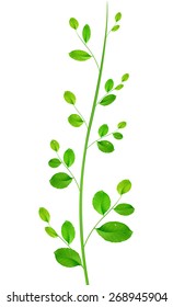 realistic green plan on white background, vector