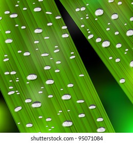 Realistic  green plant  and drops.Vector eps10