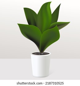 Realistic green plant in white pot in the interior. Sansevieria tropical house plant. Gardening and home decoration floral concept. Vector illustration.