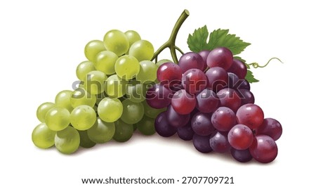 Realistic green and purple grape bunch on vine isolated on white background