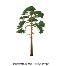 Realistic green tall pine tree isolated on white background - Vector illustration