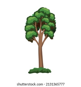 Realistic green tall pine tree isolated on white background - Vector illustration