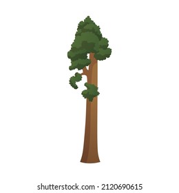 Realistic green tallest tree in the world sequoia on a white background - Vector illustration