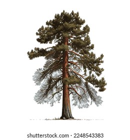 Realistic green tallest tree in the world sequoia on a white background - Vector illustration