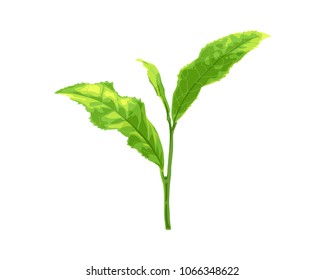 Realistic green tea leaf