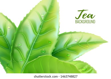 Realistic green tea leaves background. Vector illustration