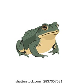 Realistic green toad vector illustration isolated on white background for wildlife nature design