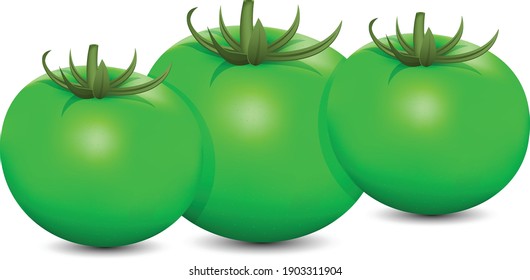 Realistische grüne Tomate, Vektorkunst und Illustration