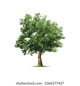 Realistic green tree illustration, branches , leaves, nature  