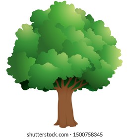 Realistic green tree on a white background