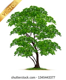 Realistic green tree vector  isolated on white background.detailed summer trees for landscape and architectural design.Professional nature vector illustration  featuring various realistic green trees.