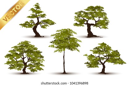 Realistic green tree vector set isolated on white background.Collection of detailed summer trees for landscape and architectural design.Professional nature vector illustration set featuring various realistic green trees.