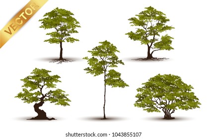 Realistic green tree vector set isolated on white background.Collection of detailed summer trees for landscape and architectural design.Professional nature vector illustration set featuring various realistic green trees.