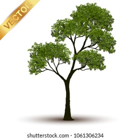 Realistic green tree vector set isolated on white background.Collection of detailed summer trees for landscape and architectural design.Professional nature vector illustration set featuring various realistic green trees.