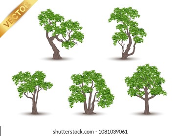 Realistic green tree vector set isolated on white background.Collection of detailed summer trees for landscape and architectural design.Professional nature vector illustration set featuring various realistic green trees.