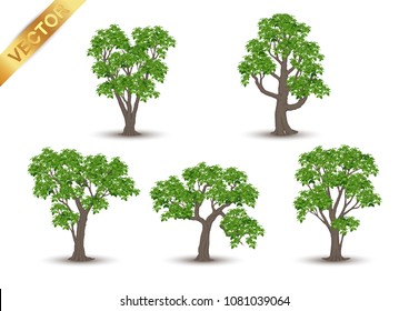 Realistic green tree vector set isolated on white background.Collection of detailed summer trees for landscape and architectural design.Professional nature vector illustration set featuring various realistic green trees.